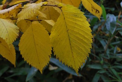 Ulmus laevis - jilm obecný (vaz) - podzimní listy